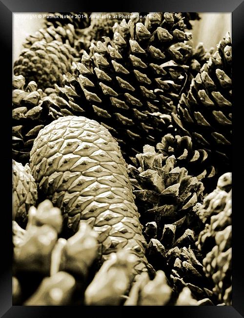  Pinecones Framed Print by Patrick Noble