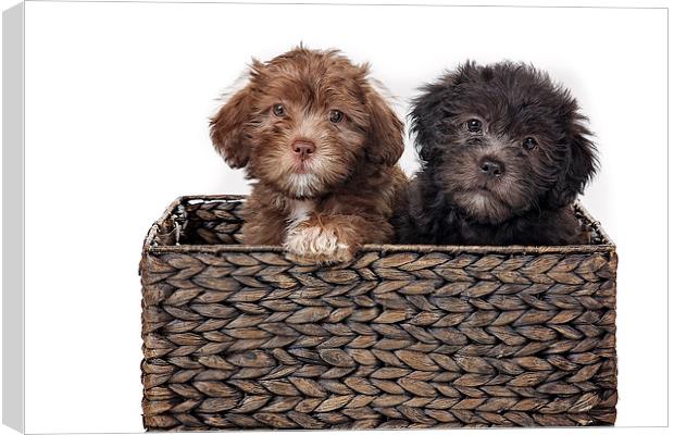 Coco and Berty Pups Canvas Print by Jennie Franklin