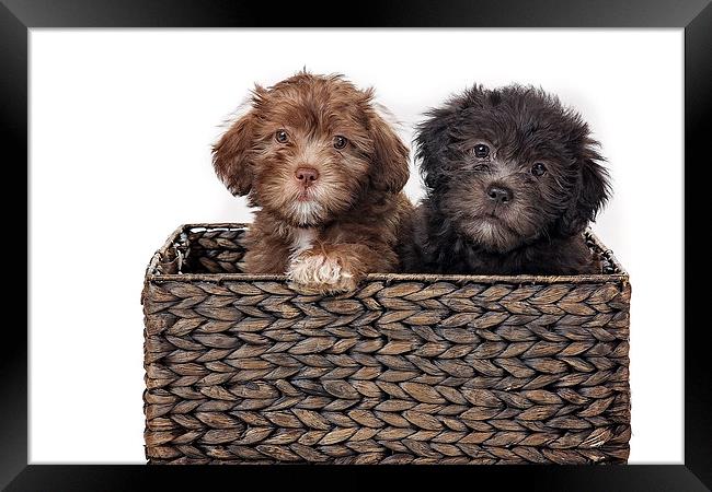 Coco and Berty Pups Framed Print by Jennie Franklin