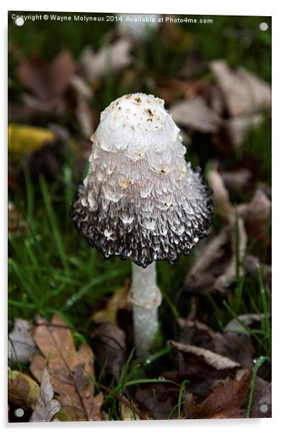 Fungi Coprinus Comatus Acrylic by Wayne Molyneux