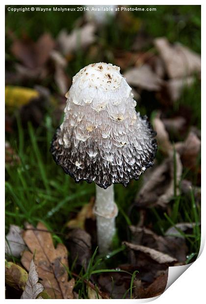 Fungi Coprinus Comatus Print by Wayne Molyneux