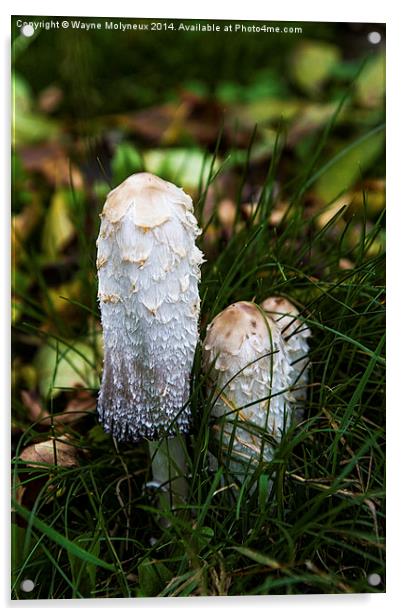 Fungi Coprinus Comatus  Acrylic by Wayne Molyneux