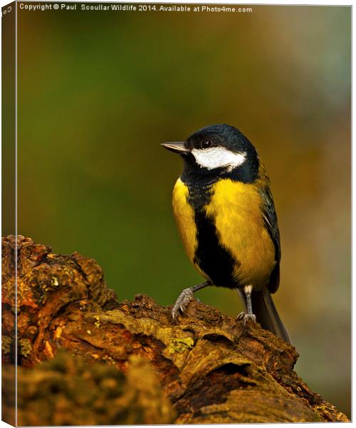  Great Tit Canvas Print by Paul Scoullar