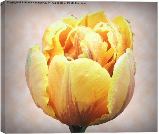 YELLOW TULIP Canvas Print by Anthony Kellaway