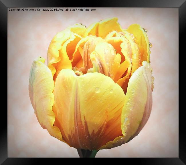  YELLOW TULIP Framed Print by Anthony Kellaway