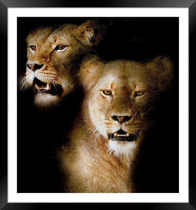  The two sisters Framed Mounted Print by Alan Mattison