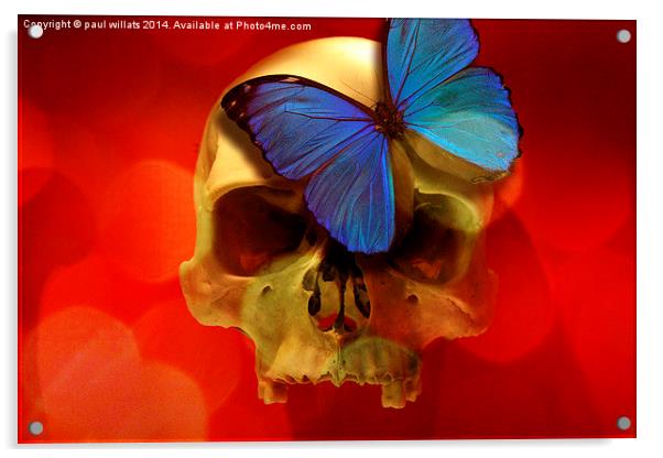  SKULL AND BUTTERFLY Acrylic by paul willats