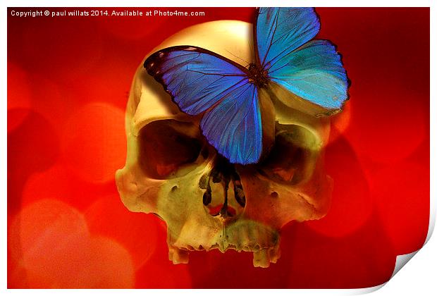  SKULL AND BUTTERFLY Print by paul willats
