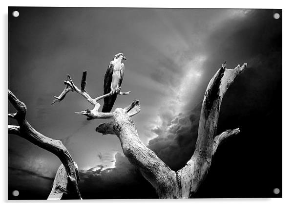  Osprey at Honeymoon Island Acrylic by Mal Bray