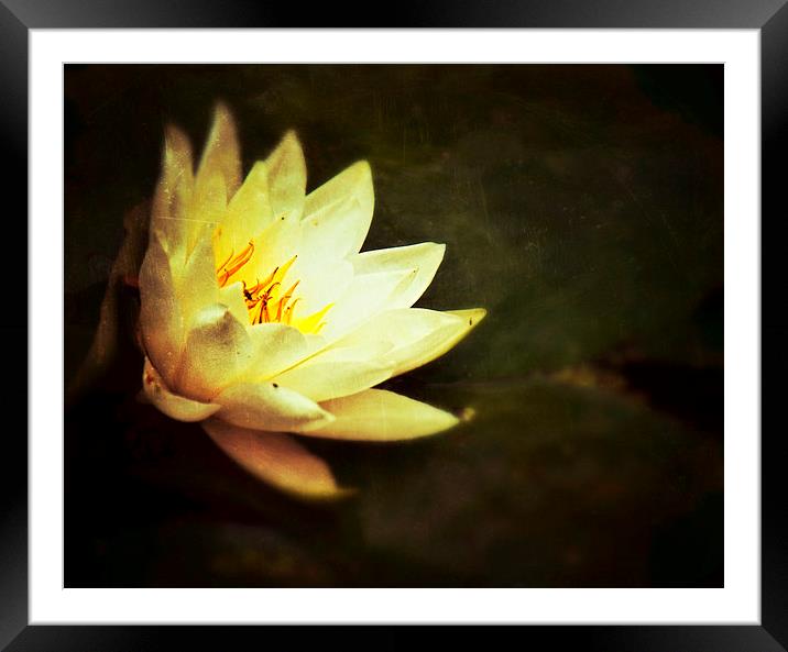  Water Lily Framed Mounted Print by Scott Anderson