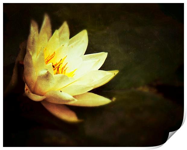  Water Lily Print by Scott Anderson