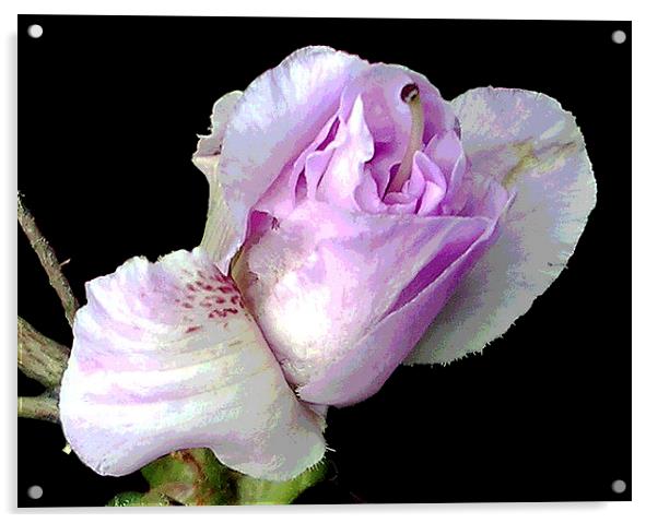  Posterised Azalea Blossom Acrylic by james balzano, jr.