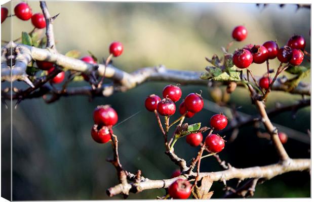 Autumn Berries Canvas Print by Michael Maher