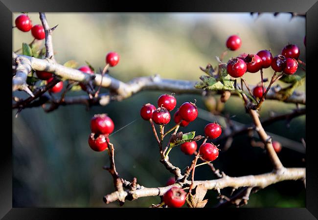  Autumn Berries Framed Print by Michael Maher
