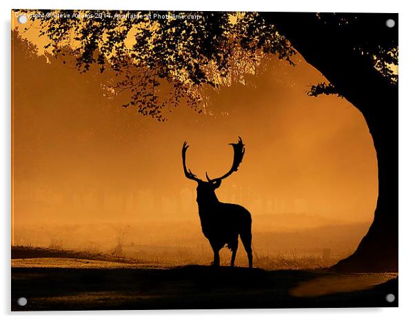  Fallow buck Silhouette Acrylic by Steve Adams