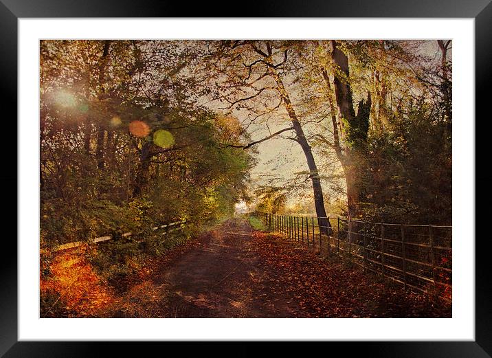  Autumn Leaves Framed Mounted Print by Dawn Cox
