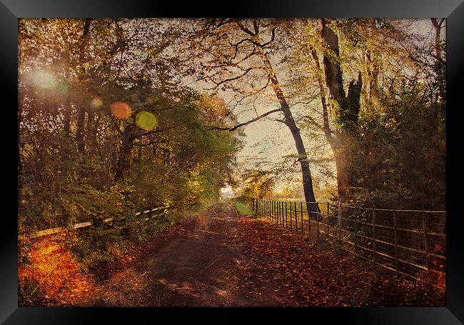  Autumn Leaves Framed Print by Dawn Cox