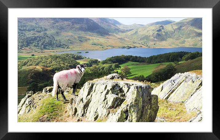 Sheep Over Crummock Water, Lake District, Cumbria Framed Mounted Print by Steven Garratt