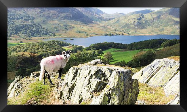 Sheep Over Crummock Water, Lake District, Cumbria Framed Print by Steven Garratt