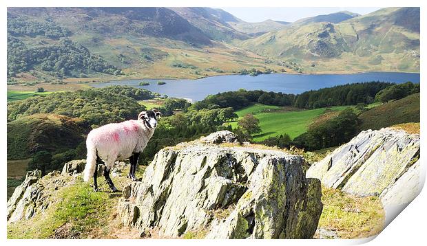 Sheep Over Crummock Water, Lake District, Cumbria Print by Steven Garratt
