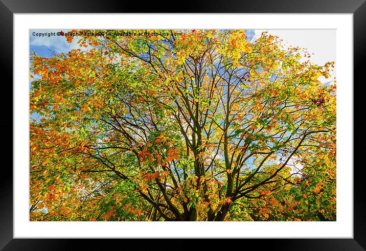  Autumn canopy Framed Mounted Print by Joseph Pooley