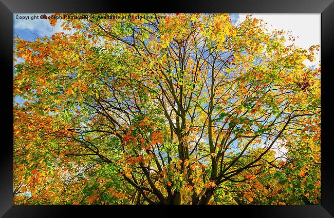  Autumn canopy Framed Print by Joseph Pooley