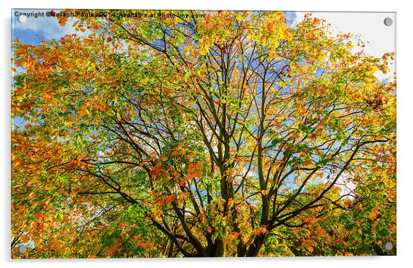  Autumn canopy Acrylic by Joseph Pooley