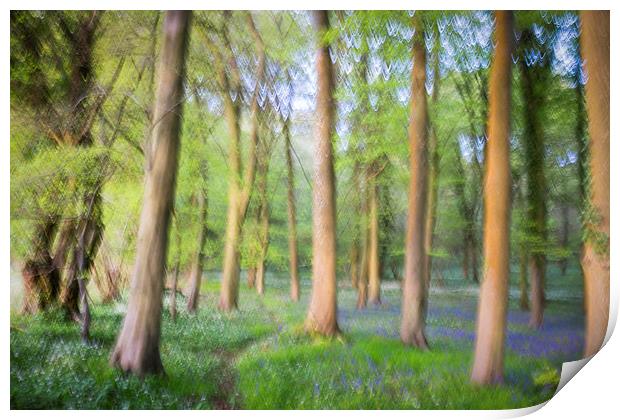 Impressionist Bluebells  Print by Simon Rutter
