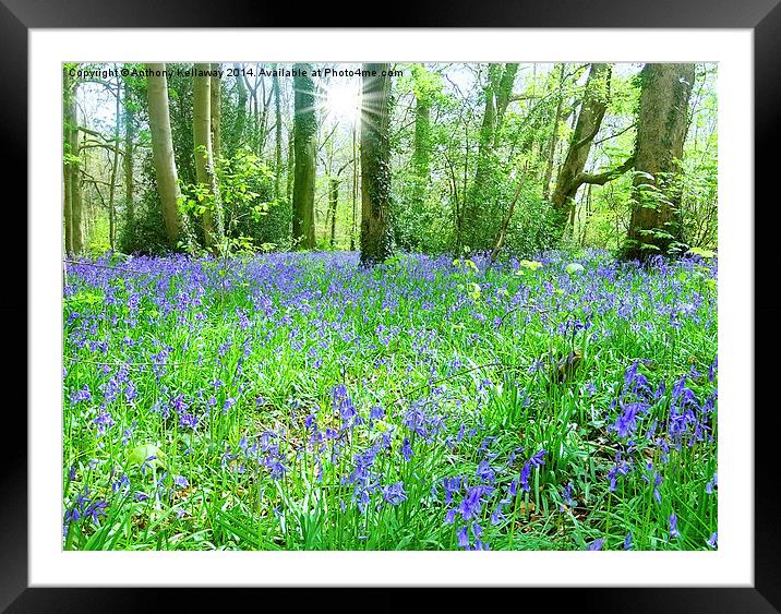  SPRING BLUEBELLS  Framed Mounted Print by Anthony Kellaway