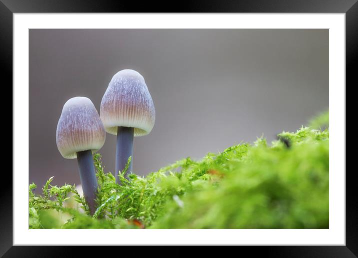  Autumn Fungi Framed Mounted Print by Ian Hufton