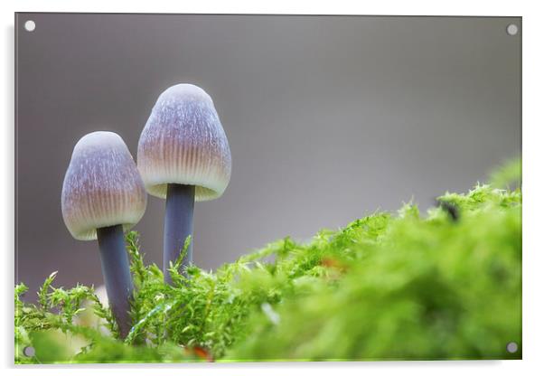  Autumn Fungi Acrylic by Ian Hufton