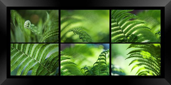  Green World. Polyptich for Interiors  Framed Print by Jenny Rainbow