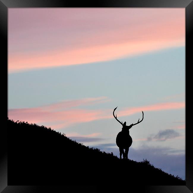     Stag silhouette Framed Print by Macrae Images