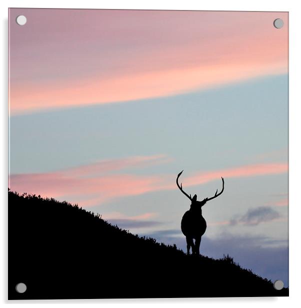     Stag silhouette Acrylic by Macrae Images