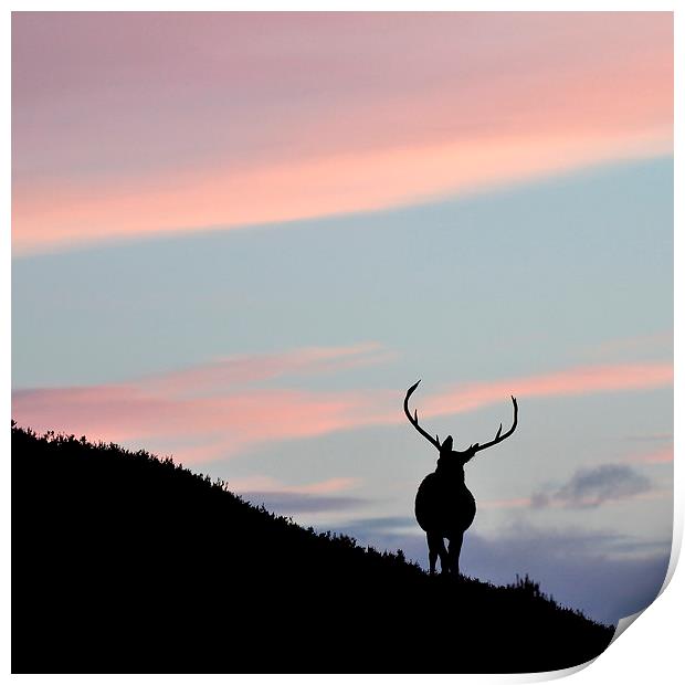     Stag silhouette Print by Macrae Images