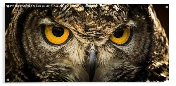Eagle Owl Acrylic by Stewart Nicolaou