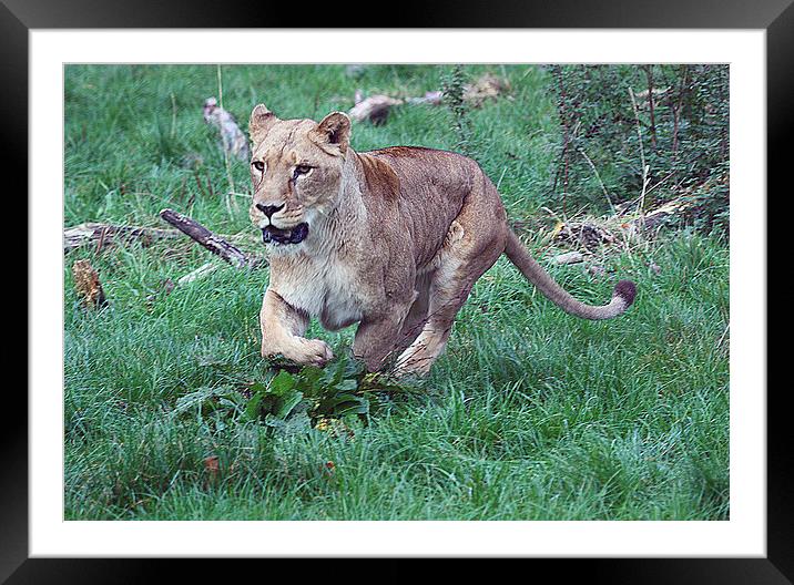 Pursuit of Survival Framed Mounted Print by Graham Parry