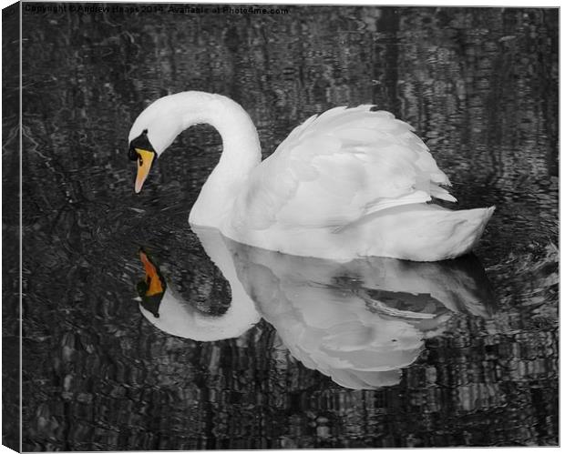 A  Very fine swan indeed. Canvas Print by Andrew Heaps