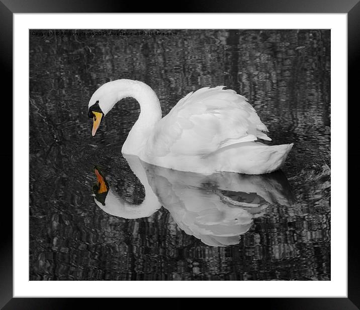 A  Very fine swan indeed. Framed Mounted Print by Andrew Heaps