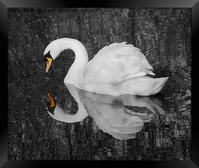 A  Very fine swan indeed. Framed Print by Andrew Heaps