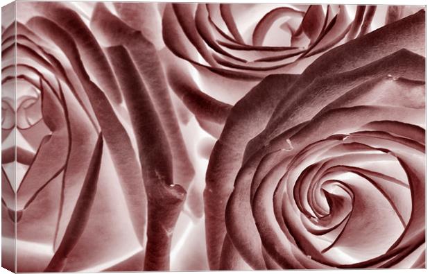  ice pink roses Canvas Print by Heather Newton