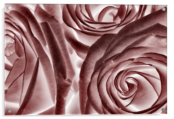  ice pink roses Acrylic by Heather Newton