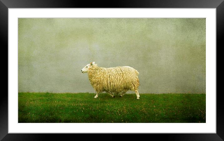  Shetland sheep Framed Mounted Print by Heather Newton