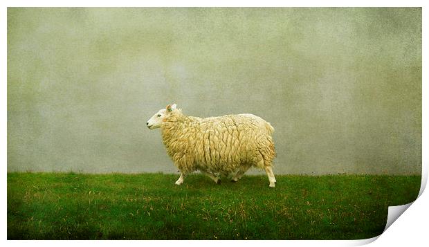  Shetland sheep Print by Heather Newton