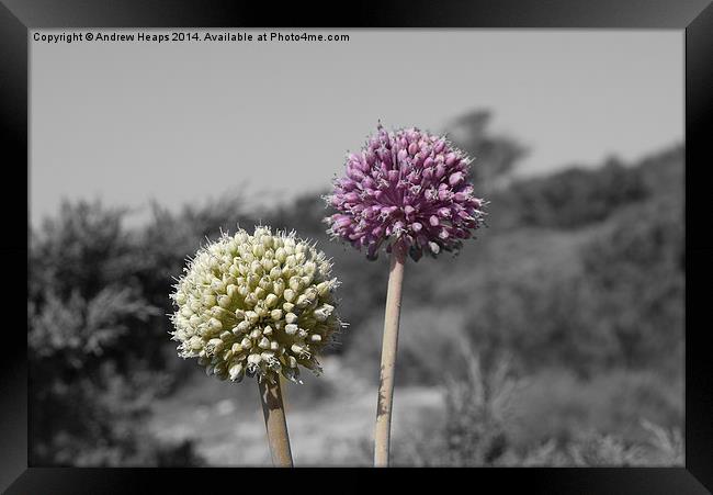 Purple and Green Wild Flowers in Minorca. Framed Print by Andrew Heaps