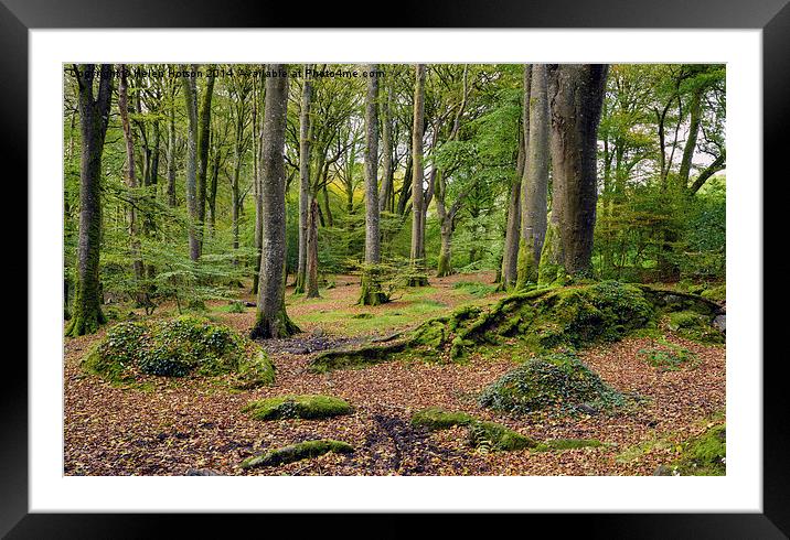 Beautiful Forest Framed Mounted Print by Helen Hotson