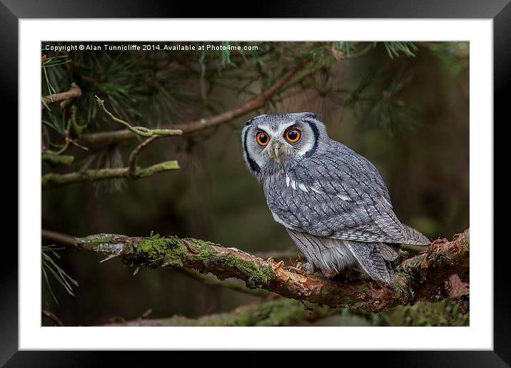 Intense Gaze of the Southern WhiteFaced Scops Owl Framed Mounted Print by Alan Tunnicliffe