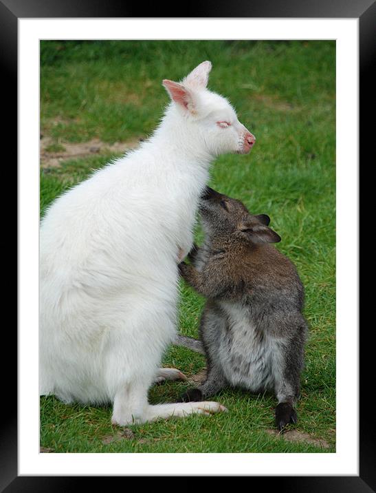 Mother and baby Wallabies Framed Mounted Print by Ray Bacon LRPS CPAGB