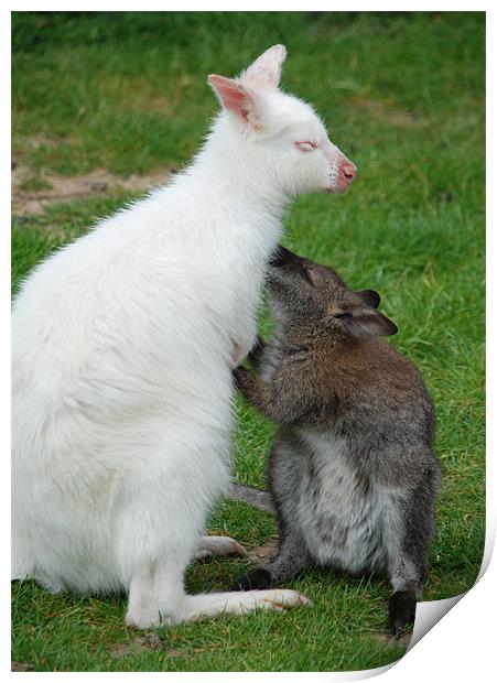 Mother and baby Wallabies Print by Ray Bacon LRPS CPAGB