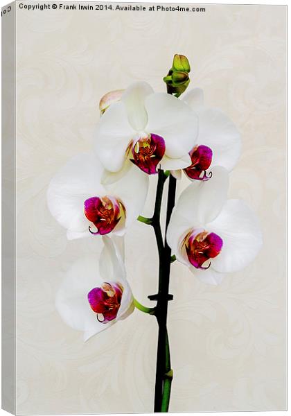  Beautiful White Phalaenopsis Orchid Canvas Print by Frank Irwin